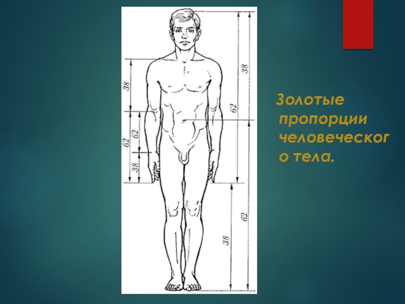 Математика золотая пропорция проект