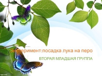 Презентация:исследовательская деятельность во 2 мл.группе - выращивание лука на перо.