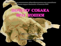Презентация Почему кошка и собака враги