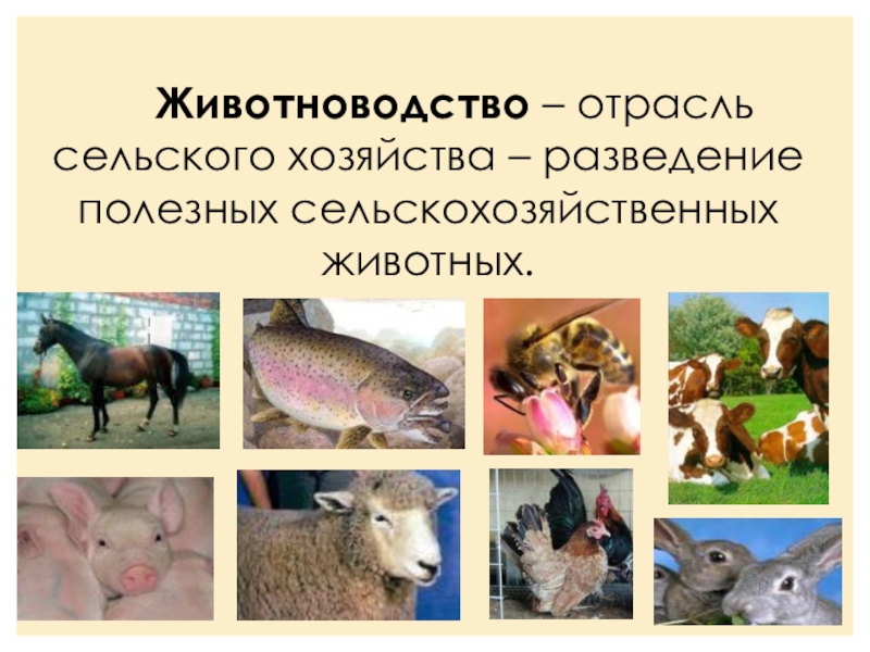Презентация по окружающему миру на тему Животноводство Животноводство – отрасль сельского хозяйства – разведение полезных сельскохозяйственных животных. Животноводство – отрасль сельского хозяйства – разведение полезных сельскохозяйственных животных.