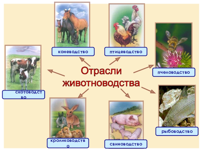 Презентация по окружающему миру на тему Животноводство Отрасли животноводства Отрасли животноводства