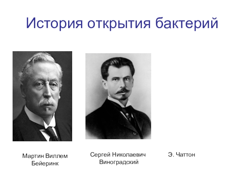 Бактерии которые открыл левенгук. Антони ван левенгук описал бактерии. Кто открыл микробы. Кто открыл микробы. Антони ван левенгук бактерии.