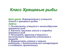 Презентация по биологии на тему: Хрящевые рыбы