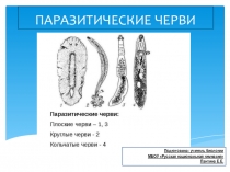 Презентация по биологии на тему Паразитические черви