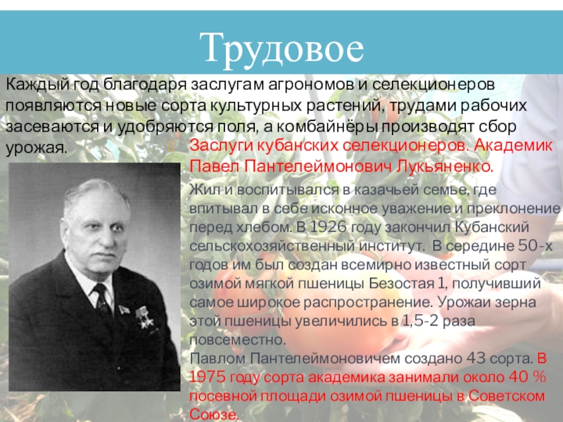 Академика лукьяненко п п. П П Лукьяненко достижения. Лукьяненко селекционер достижения.