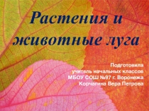 Растения и луга