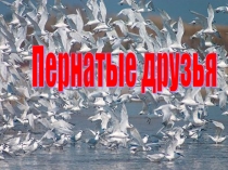 Презентация по окружающему миру на тему Птицы.Главный признак птиц1класс