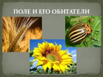 Презентация по окружающему миру  Поле и его обитатели 3 кл. ПНШ