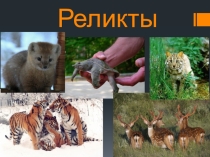 Презентация по географии Реликты