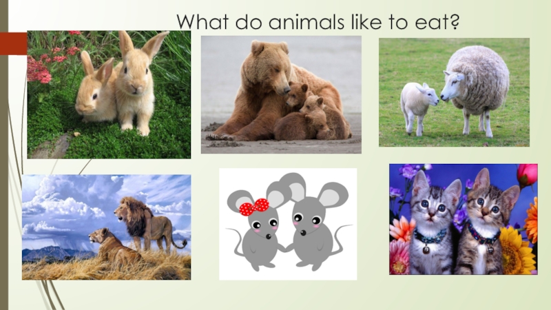 Do they like animals. What animals like to eat. What animals eat. Like animals. What can do animals 4 класс.
