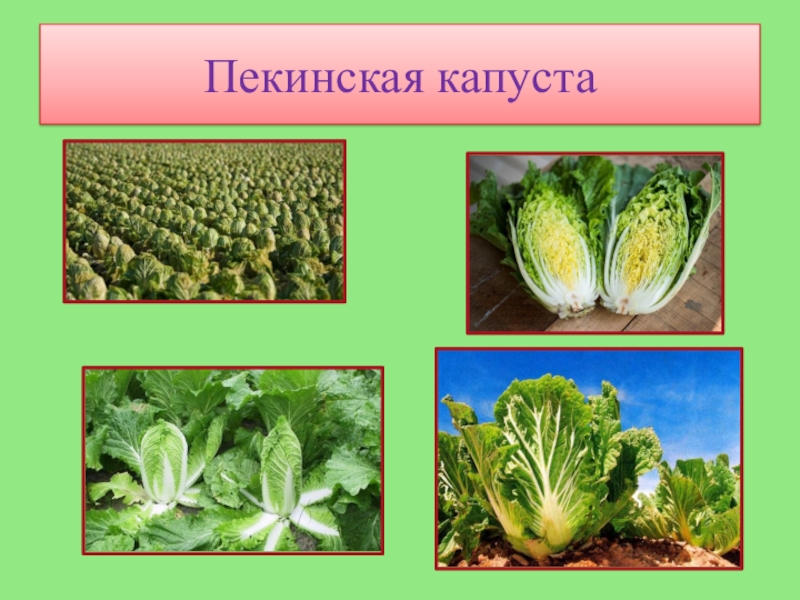 Презентация к работе Кулинарное путешествие Овощонка. Районный конкурс Первые шаги в науку 2018 Пекинская капуста Пекинская капуста