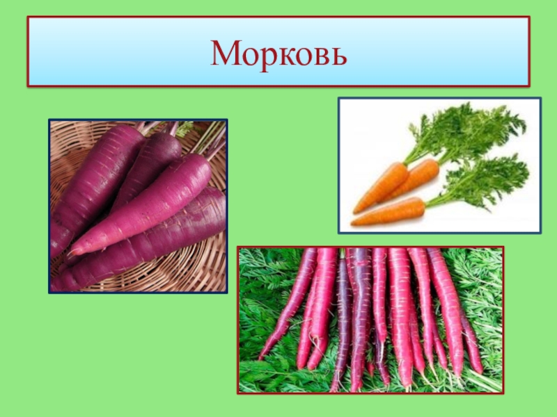 Презентация к работе Кулинарное путешествие Овощонка. Районный конкурс Первые шаги в науку 2018 Морковь Морковь