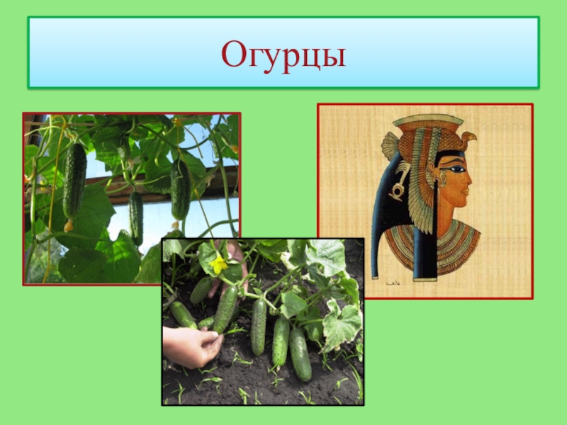 Презентация к работе Кулинарное путешествие Овощонка. Районный конкурс Первые шаги в науку 2018 Огурцы Огурцы