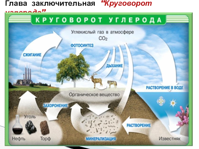 Глава заключительная  “Круговорот углерода”