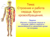 Презентация по теме КРОВООБРАЩЕНИЕ