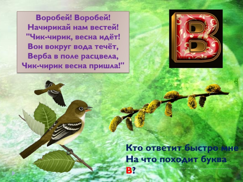 Презентация к уроку обучения грамоте В гостях у буквы В Воробей! Воробей! Начирикай нам вестей! Воробей! Воробей! Начирикай нам вестей!