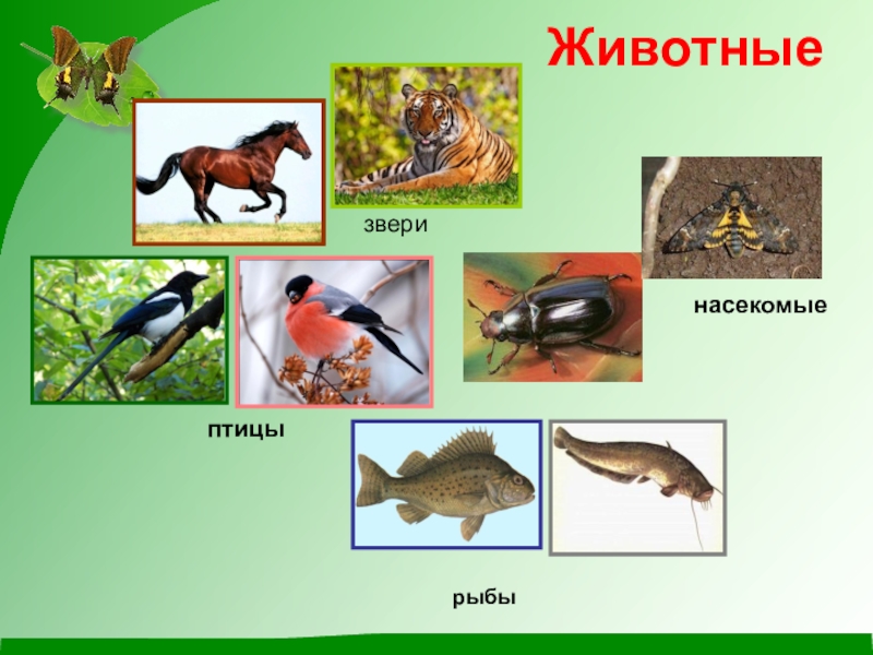 Насекомые рыбы звери. Животные птицы рыбы насекомые. Насекомые рыбы птицы звери. Животных птиц и насекомых с рыбами. Примеры насекомых рыб птиц зверей.