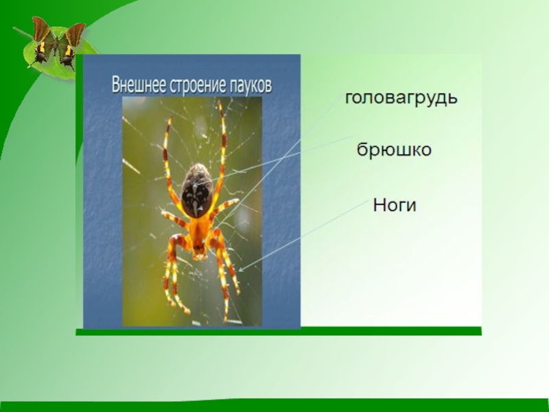 Проект про насекомых 2 класс окружающий мир