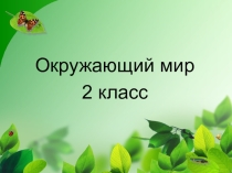 Конспект и презентация по окружающему миру 2 класс Шестиногие и восьминогие