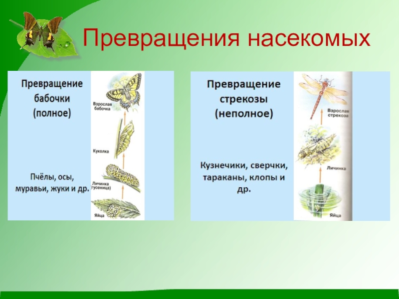 Превратился насекомое. Превращения насекомых 2 класс. Развитие Стрекозы с неполным превращением. Схема развития Стрекозы. Схема превращения насекомых.