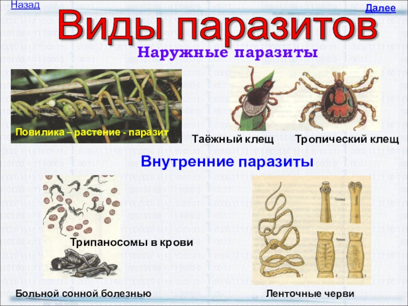 Паразиты виды. Виды паразитов по картинкам. Паразиты человека таблица с фотографиями и названиями.