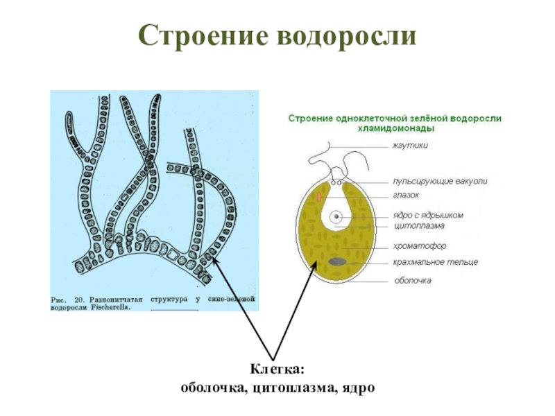 Презентация водоросли 5 класс биология пасечник