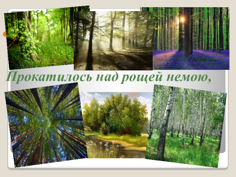 Презентация. Чтение стихотворения А. Фета Вечер Прокатилось над рощей немою, Прокатилось над рощей немою,