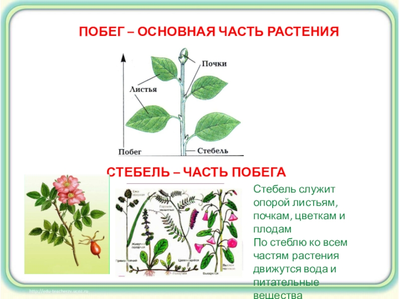 Презентация 1 класс по окружающему миру как живут растения 1 класс