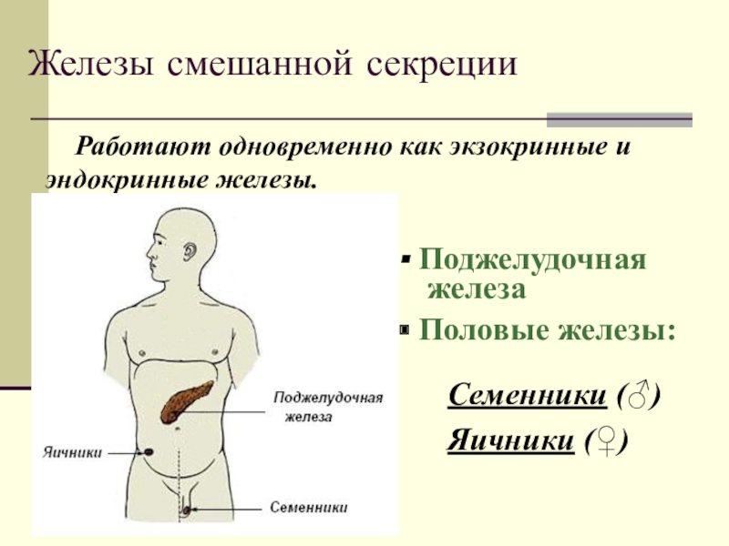 Биология 8 класс презентация железы