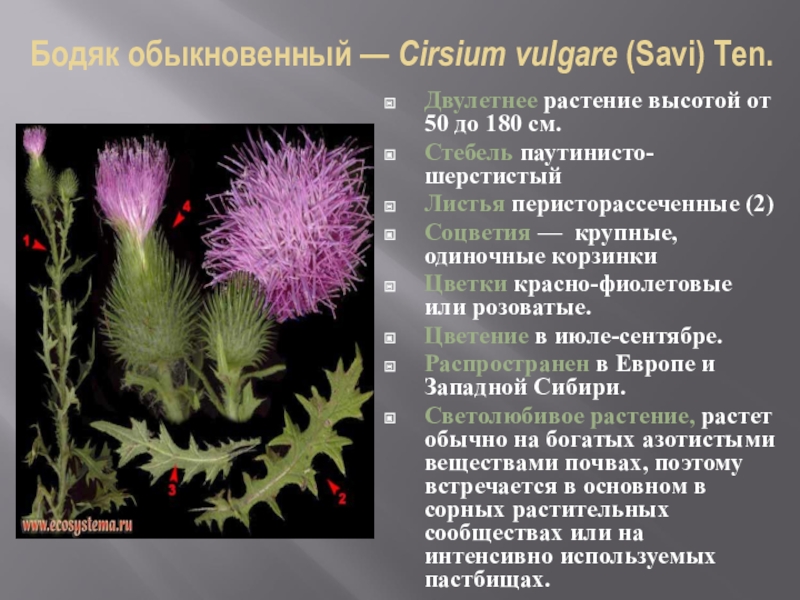 Бодяк покрытосеменные или голосеменные. Бодяк полевой (Cirsium arvense). Бодяк обыкновенный (Cirsium vulgare). Осот розовый Бодяк полевой. Осот Бодяк листья.