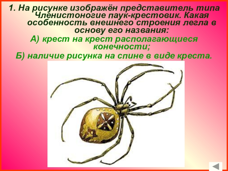 Строение паука крестовика. Внешнее строение паука крестовика. Крестовик обыкновенный паук строение. Паук крестовик биология.