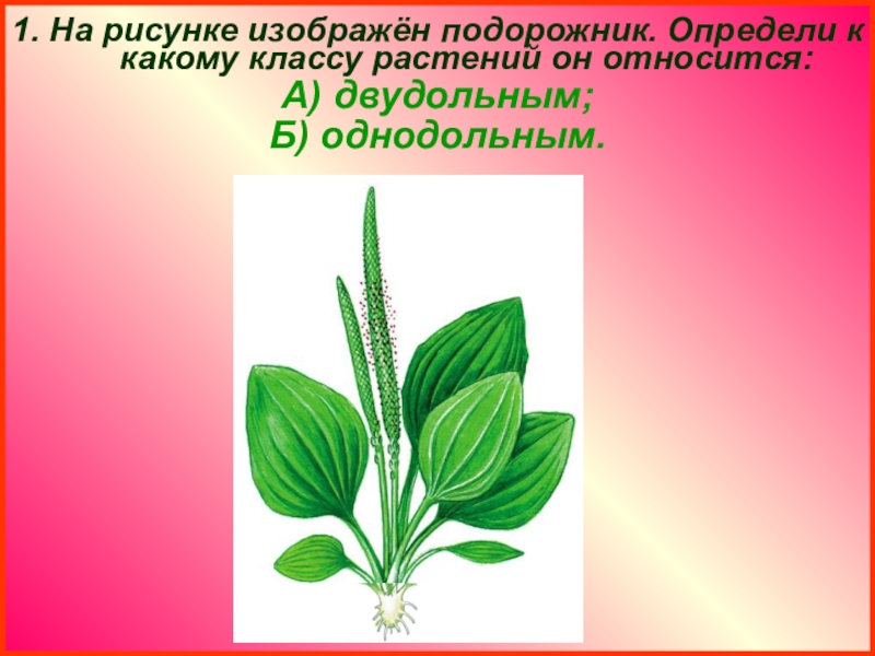 К какому классу относятся растения. Подорожник однодольное или двудольное растение. Рисунок подорожника 2 класс.