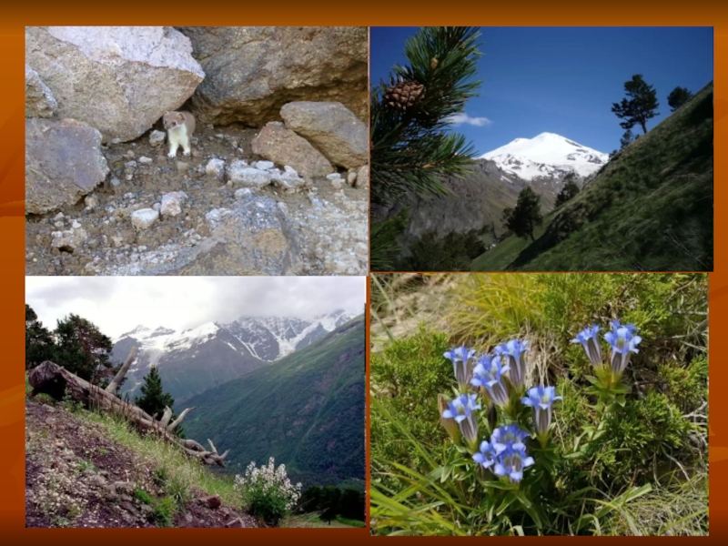 Презентация к уроку английского языка в 8 классе на тему: “National Parks of America and Russia”(Национальные парки России и Америки).