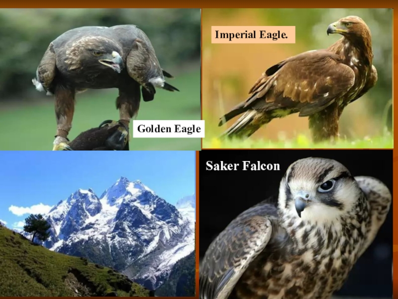 Презентация к уроку английского языка в 8 классе на тему: “National Parks of America and Russia”(Национальные парки России и Америки). Imperial Eagle. Golden EagleSaker Falcon Imperial Eagle. Golden EagleSaker Falcon