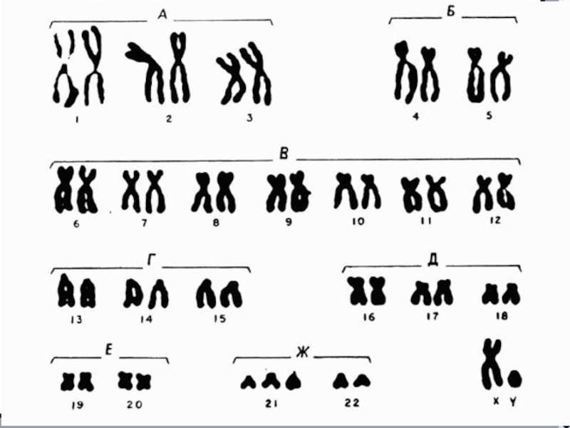 Х и у хромосомы у мужчин. Хромосомные мутации кариотип. Схема идентификации хромосом человека. Хромосомные карты с заболеваниями. Схема хромосомы человека.