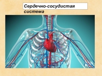 Презентация по биологии по теме: Сердечно-сосудистая система(8 класс)