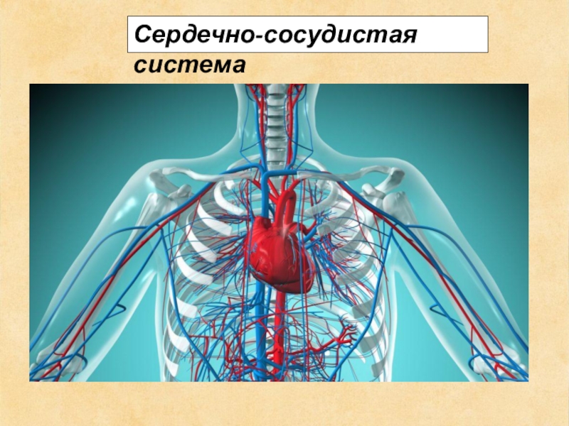 Сосуды оздоровление. Сердечно сосудистая система. Кровеносная система человека. Система кровообращения/сердечно-сосудистая система.