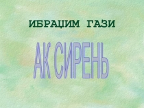 Презентация по татарскому языку Ак сирень