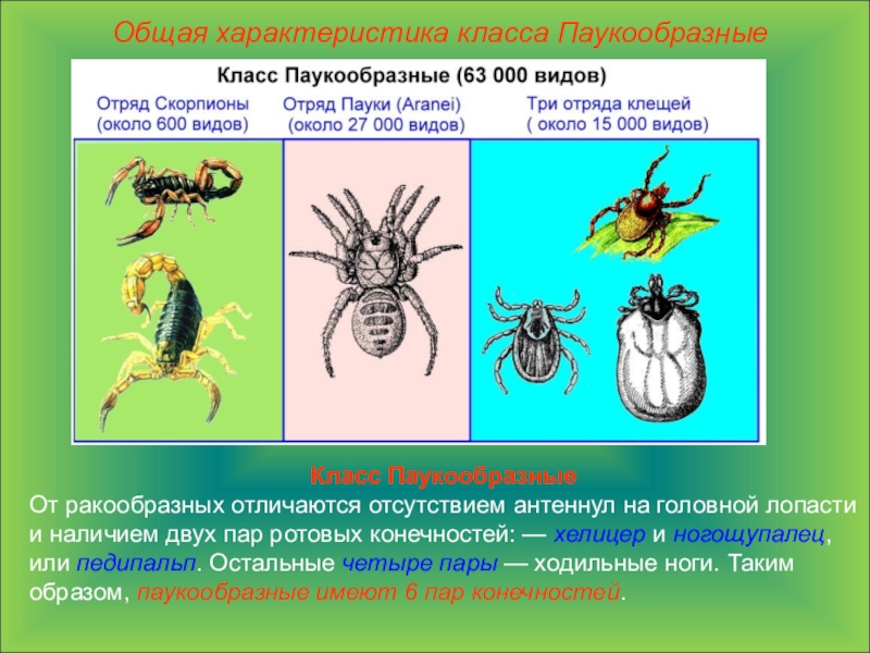 Презентация по биологии 7 класс паукообразные