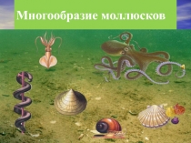 Урок + презентация для 7 класса по биологии на тему Разнообразие моллюсковУрок в 7-м классе в разделе Моллюски с использованием ИКТ Обитатели морского дна