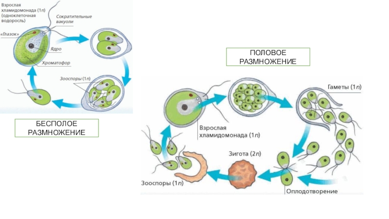 Половое и бесполое размножение презентация. Зигота водорослей. Зигота это бесполое размножение. Половое размножение зигота. Зигота половое или бесполое.