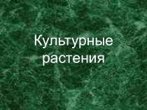 Презентация по окружающему миру  Культурные растения