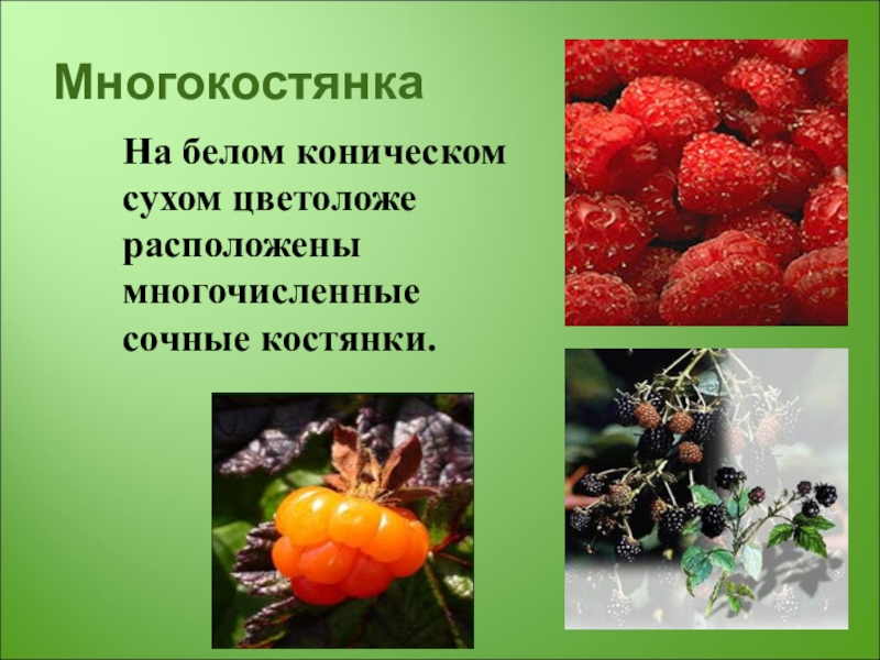 Плод многокостянка костянка, малины , ежевика. На белом сухом цветоложе расположены многочисленные сочные костянки. Многокостянка примеры. Плод многокостянка строение. Многоорешек плод розоцветные.