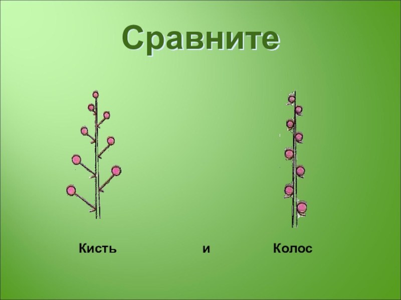 Схема соцветия колос