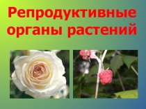 Презентация по биологии на тему Генеративные органы (6 класс)