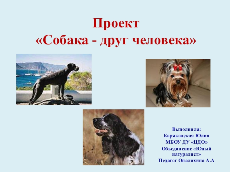 Презентация Презентация к творческому проекту Собака- друг человека