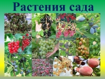 Презентация Растения сада (7 класс)