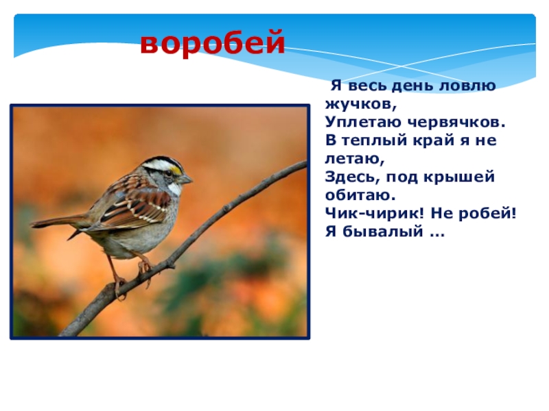 Я весь день ловлю жуков ем букашек червяков зимовать не улетаю под карнизом обитают