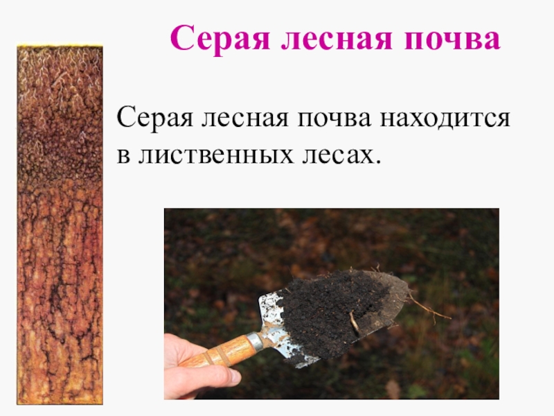 Презентация по окружающему миру Земля - кормилица. Почвы России Серая лесная почва Серая лесная почва находится в лиственных лесах. Серая лесная почва Серая лесная почва находится в лиственных лесах.