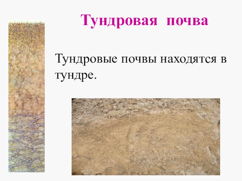 Презентация по окружающему миру Земля - кормилица. Почвы России Тундровая почва Тундровые почвы находятся в тундре. Тундровая почва Тундровые почвы находятся в тундре.